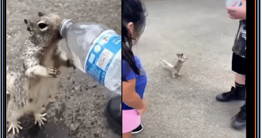 Thirsty Squirrel Video